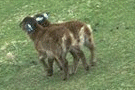 ������������ Soay Sheep